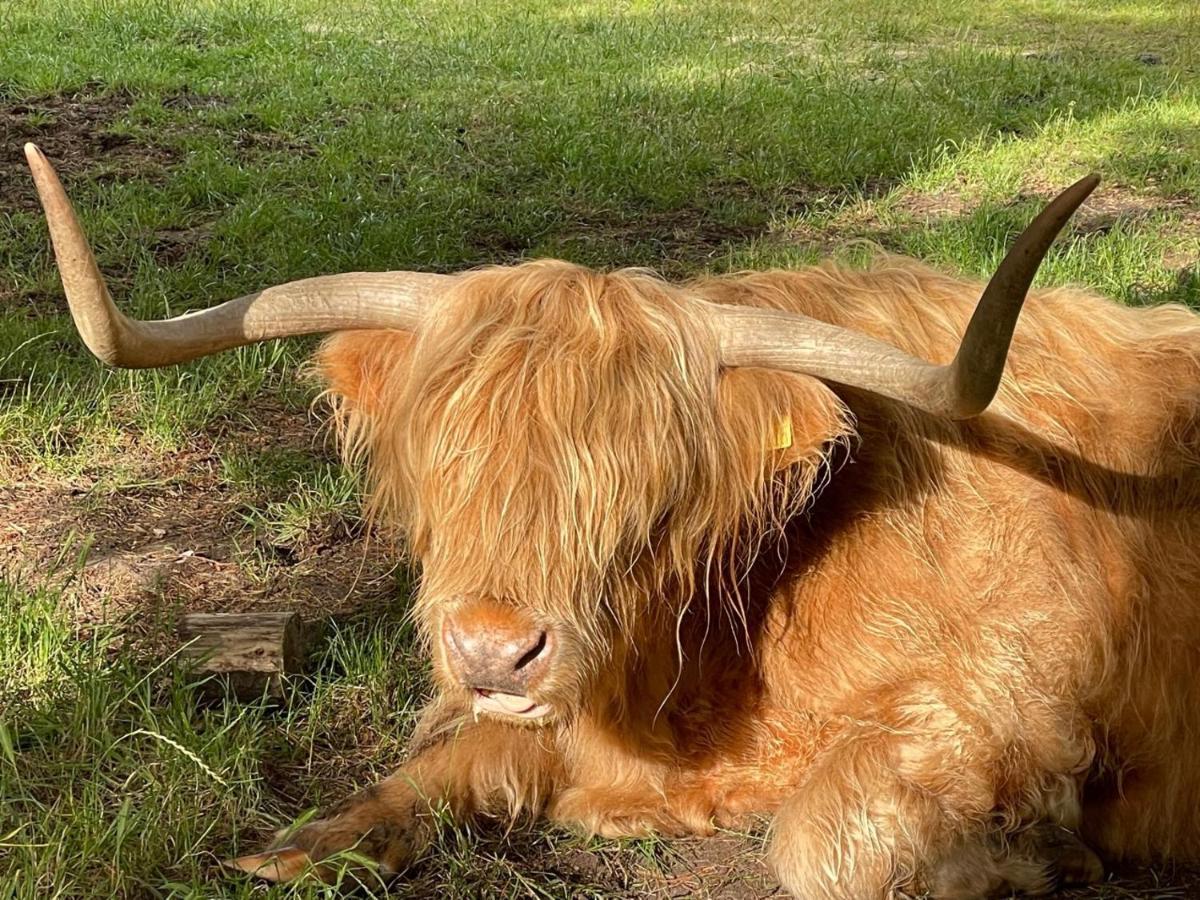 The Bearded Goat Den - A Rural Retreat At This Modern Holiday Cottage Saint Leonards Экстерьер фото